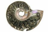 One Side Polished, Pyritized Fossil Ammonite - Russia #174995-1